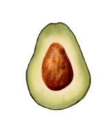 Avocado isolated on watercolor painting style. png