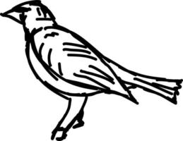 Bird sketch, illustration, vector on white background.