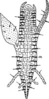 Intercellular Spaces of a Plant vintage illustration. vector