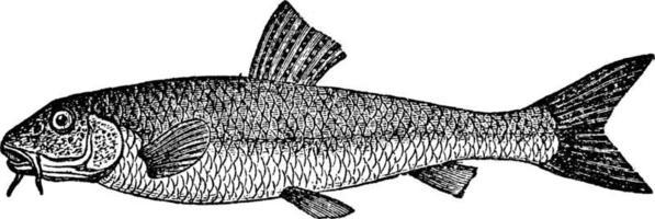 Gudgeon, vintage illustration. vector