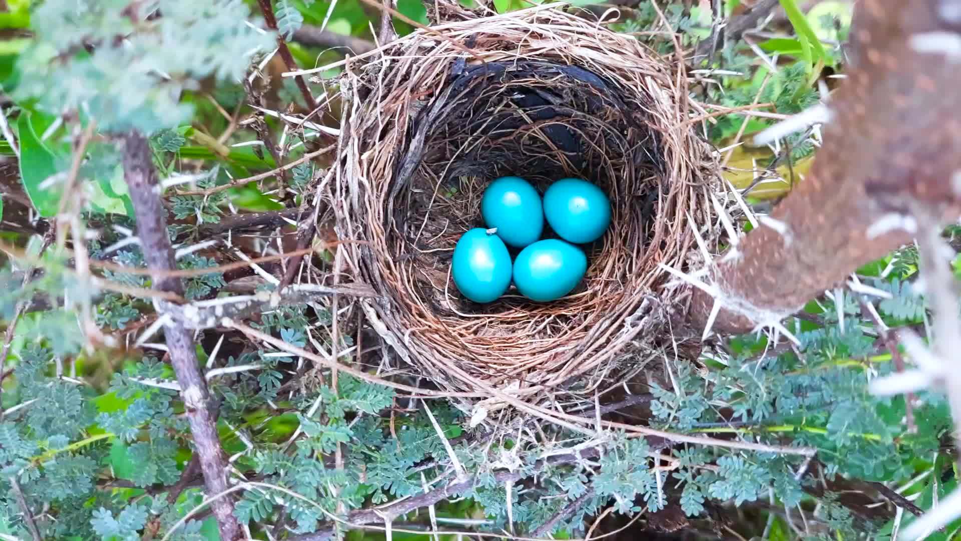 Robin lay Blue eggs in nest at indian village farm 13755764 Stock Video