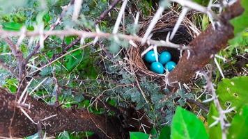 Indisches Rotkehlchen legte blaue Eier im Nest auf der indischen Dorffarm video