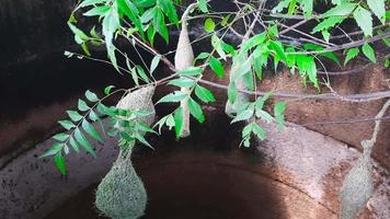 pájaro tejedor anida en un pozo de agua en una granja en India video