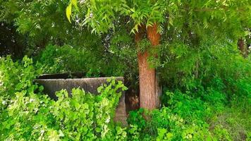 poço de água indiano e árvore de neem video