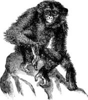 chimpancé, ilustración vintage vector