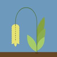 Grain, illustration, vector on white background.