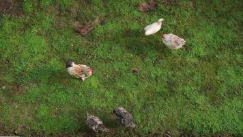 pollos domésticos caminando sobre la hierba verde en el patio trasero de una casa de campo, vista desde arriba. video