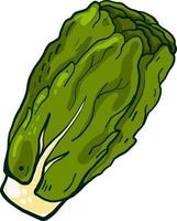 lechuga fresca, ilustración, vector sobre fondo blanco.