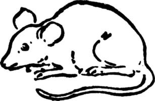 Mouse, vintage illustration. vector