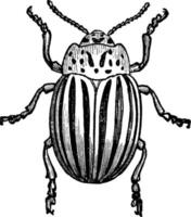 Potato Bug, vintage illustration. vector