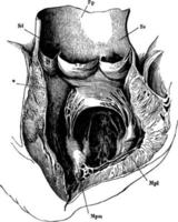 aorta, ilustración antigua. vector
