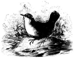 Black Dipper, vintage illustration. vector