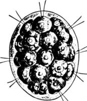 pandorina, ilustración antigua. vector