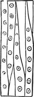 ilustración vintage de viruta de pino. vector