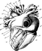 corazón, ilustración de época. vector