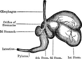 Stomach Of Sheep, vintage illustration. vector