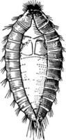 Common Carpet Beetle Larva, vintage illustration. vector