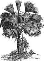 Palm Tree vintage illustration. vector