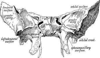 Sphenoid Bone, vintage illustration. vector
