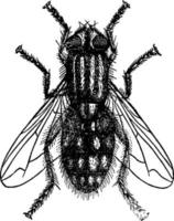 mosca o sarcophaga carnaria, ilustración vintage. vector