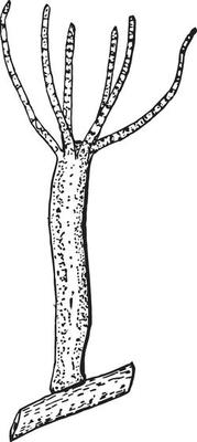 Freshwater Hydra, vintage illustration