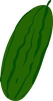 Fresh cucumber, illustration, vector on white background.