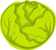 Fresh cabbage, illustration, vector on white background.