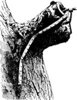 Stub of a Limb of a Tree, vintage illustration. vector