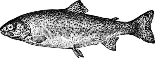 Rainbow Trout, vintage illustration. vector