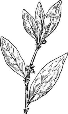 Erect Knotweed vintage illustration.