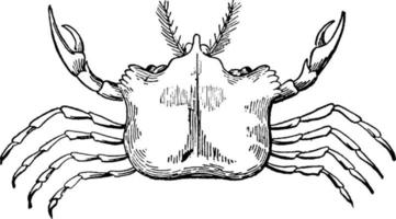 Crabs Development, vintage illustration. vector
