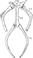 Turtle Hyoid, vintage illustration vector