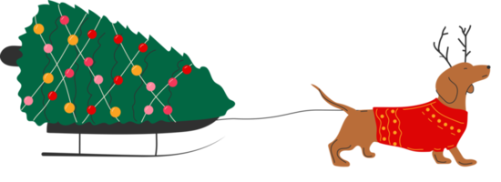 Dachshund dog pulls a Christmas tree on a sleigh  illustration png