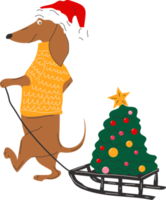 Dachshund dog pulls a Christmas tree on a sleigh png