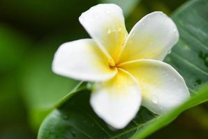 flores de plumeria con gota de agua sobre la hoja verde - otros nombres frangipani, plumeria blanca, árbol del templo, árbol del cementerio foto