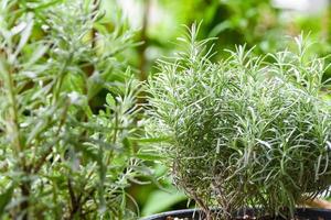 Rosemary plant leaves in the garden nature green background - White rosmarinus officinalis herb and ingredient for food