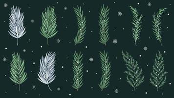 Set of Christmas tree branches of different branches with snowflakes. Vector