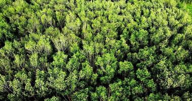 un bosque arrastrado por el viento. concepto de bosque tropical de asia. video