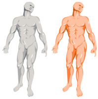 male human anatomy standing png