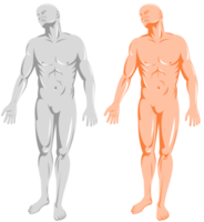 maschio umano anatomia in piedi png