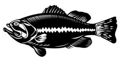 black sea bass side view png