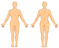 anatomía humana masculina de pie png