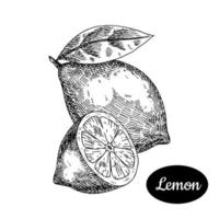 Fresh lemon . Hand drawn sketch style tropical summer fruit vector illustration. Isolated drawing on white background. Vitamin and healthy fruit eco food. Farm market produce.