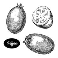 Fresh feijoa. Hand drawn sketch style fruit vector illustration. Isolated drawing on white background. Vitamin and healthy fruit eco food. Farm market produce.