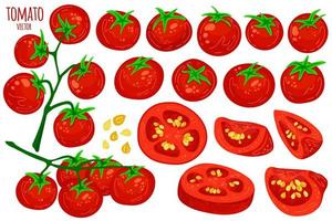 Set of fresh healthy red tomatoes isolated on white. Whole, sliced, quarter, half of a tomato fruit. Vegetable from the farm. Organic food. Simple cartoon flat style, vector illustration.