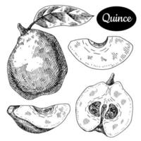 Fresh quince. Hand drawn sketch style tropical summer fruit vector illustration. Isolated drawing on white background. Vitamin and healthy fruit eco food. Farm market produce.