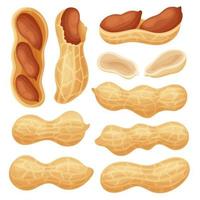 Set of fresh peanuts whole and crushed. Peanut fruits of different shapes and in the context of close-up. Colorful simple flat cartoon style. Isolated vector illustration.