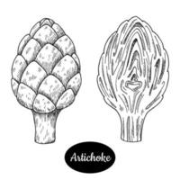 Artichoke. Hand drawn sketch style vector illustration. Isolated drawing on white background. Vitamin and healthy vegetable eco food. Farm market produce.