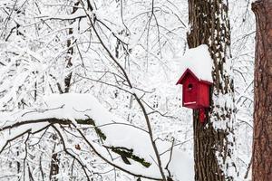 casa de pájaro rojo en el bosque de invierno foto