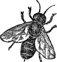 Bee, vintage illustration vector